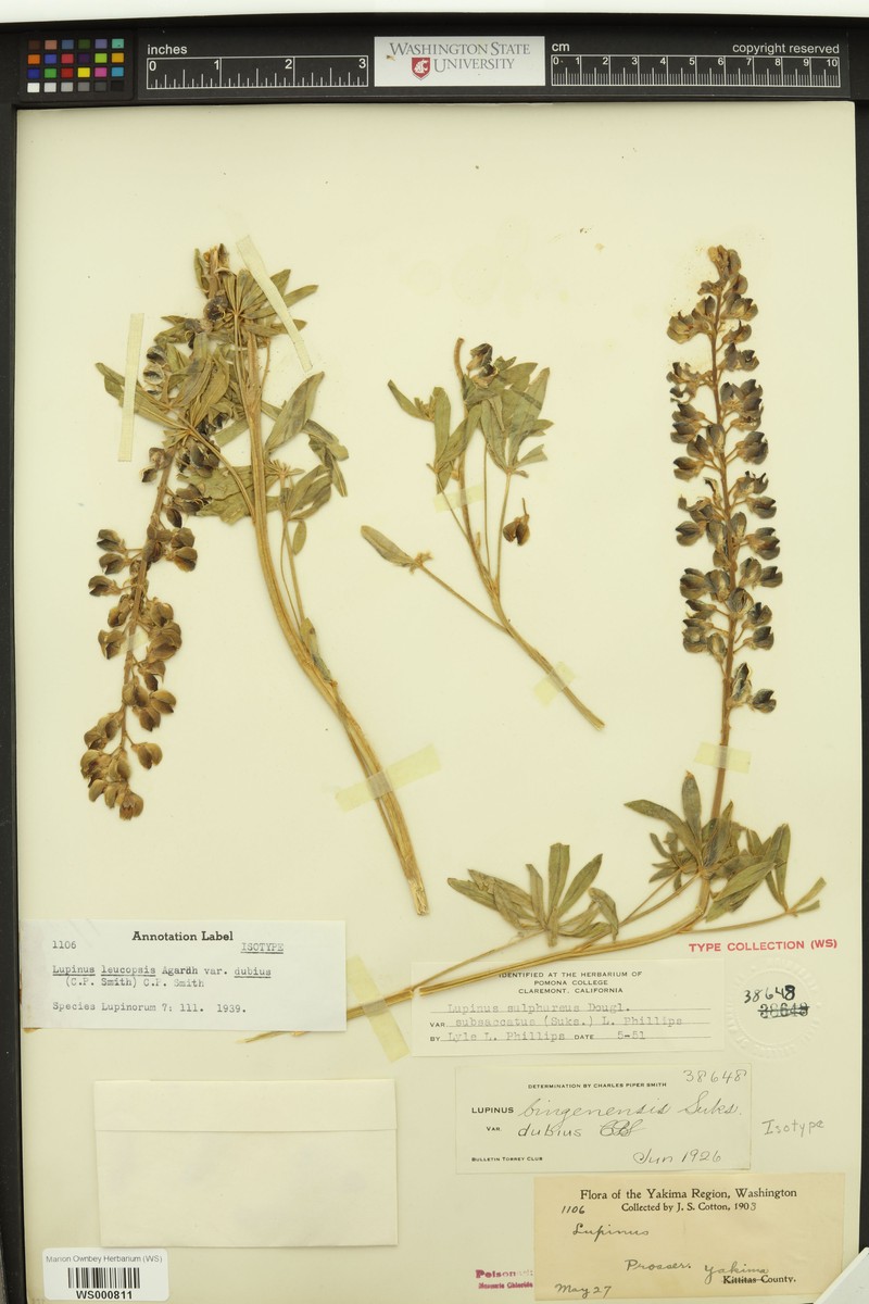 Lupinus bingenensis var. dubius