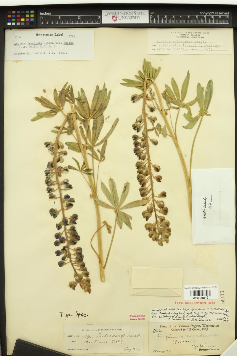 Lupinus bingenensis var. dubius photo 2