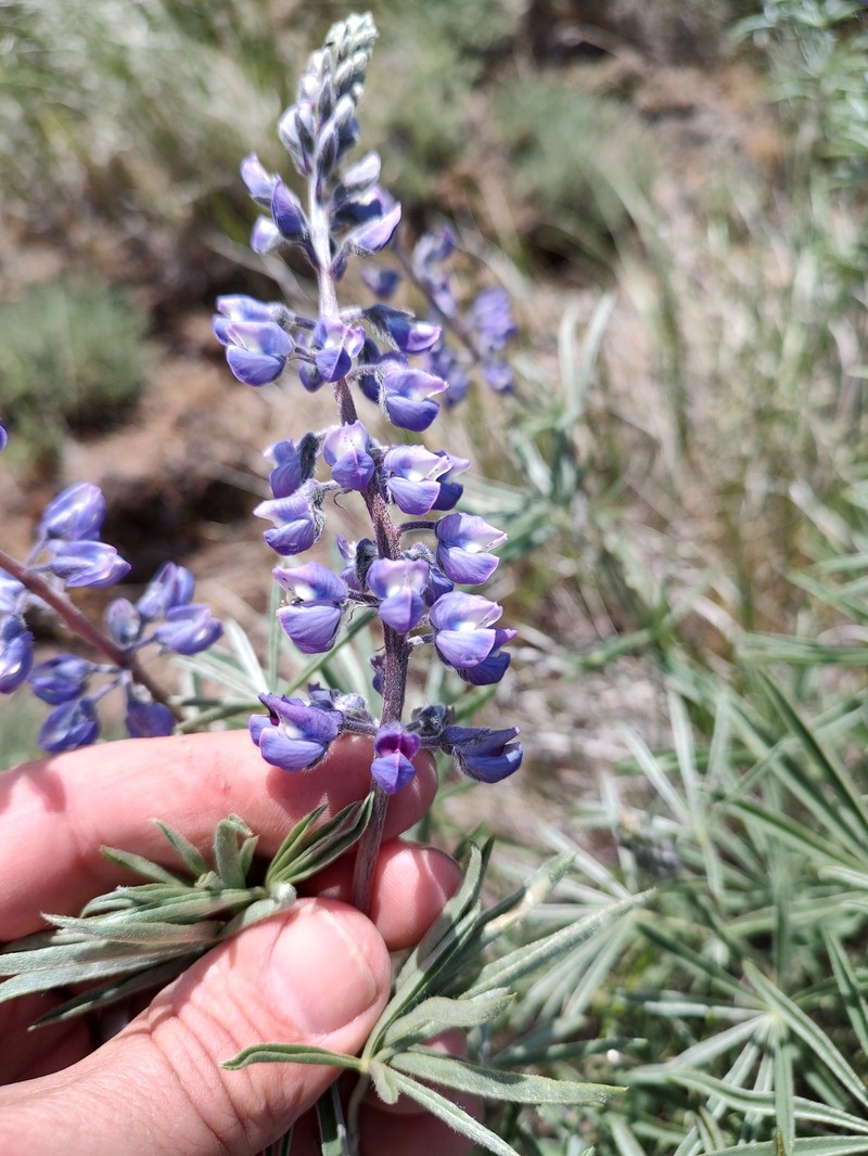 Lupinus bingenensis var. subsaccatus
