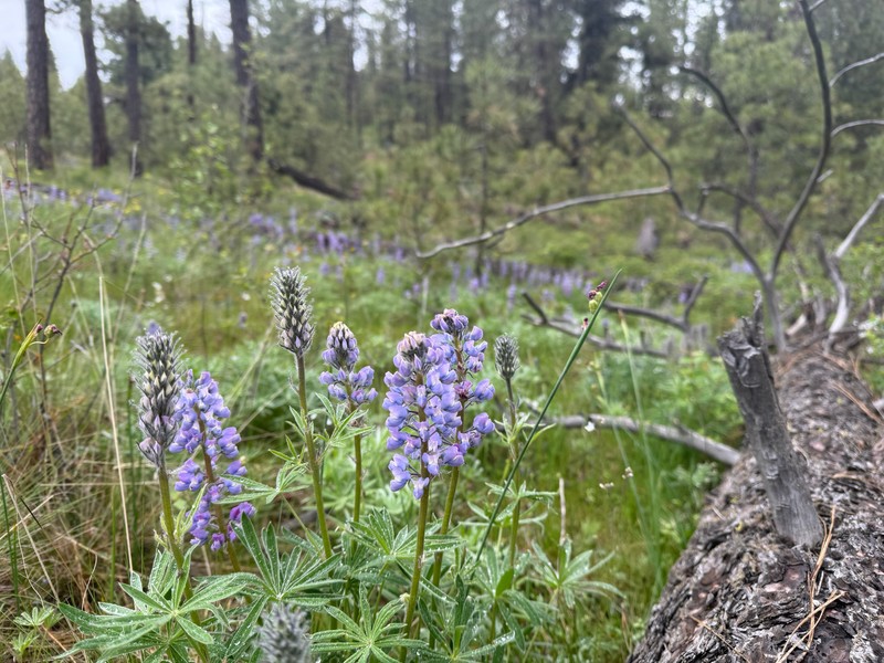 Lupinus bingenensis var. subsaccatus photo 2