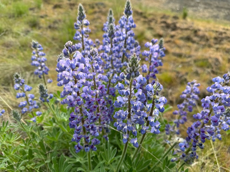 Lupinus bingenensis var. subsaccatus photo 3