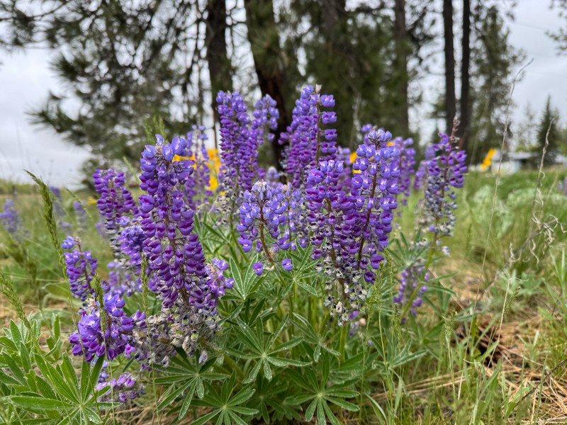 Lupinus bingenensis var. subsaccatus photo 4