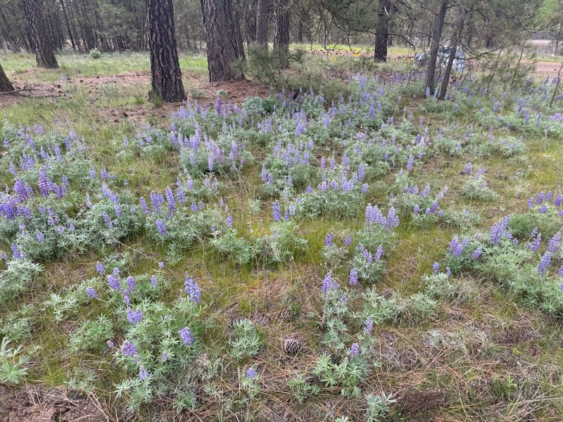 Lupinus bingenensis var. subsaccatus photo 5