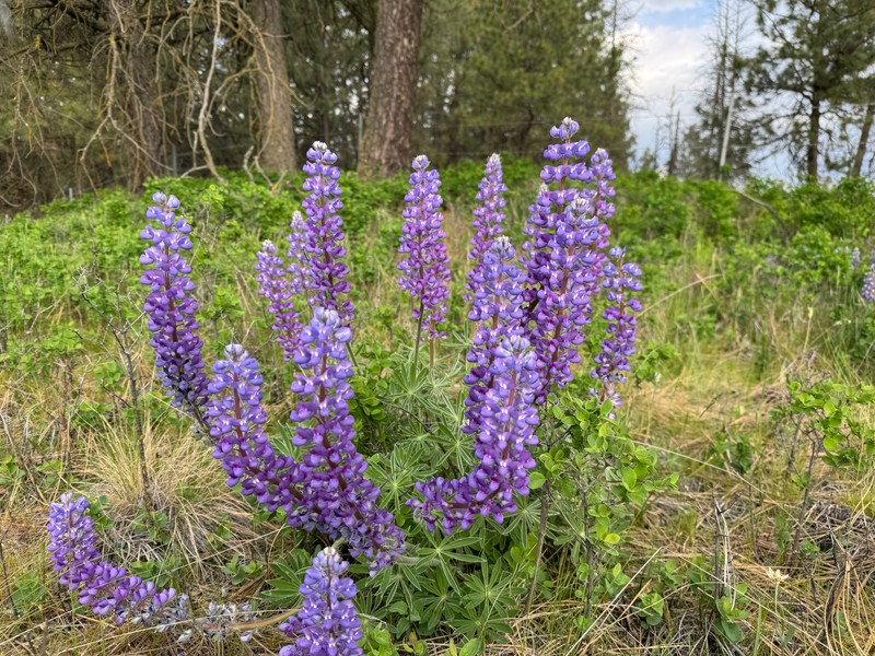 Lupinus bingenensis var. subsaccatus photo 6