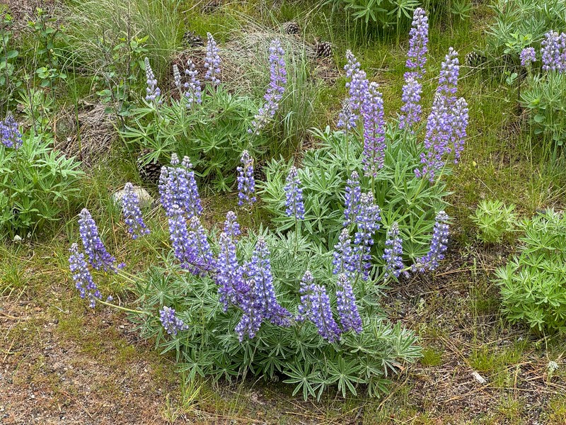Lupinus bingenensis var. subsaccatus photo 8