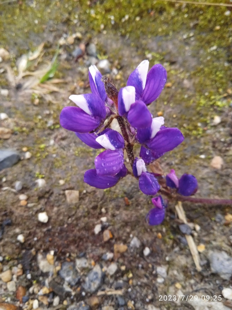 Lupinus bogotensis photo 2