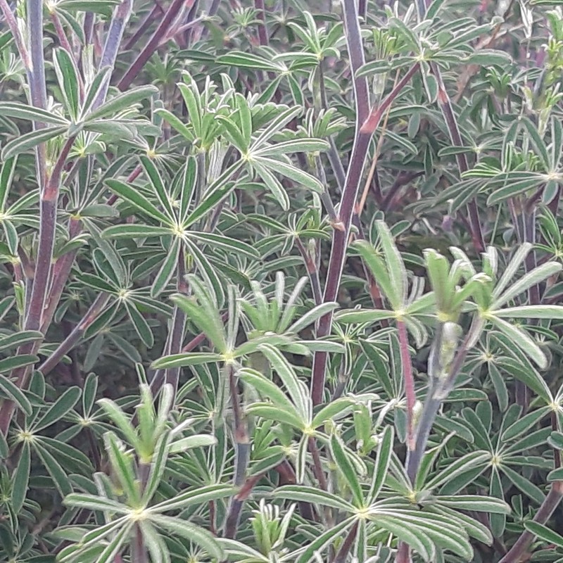 Lupinus bogotensis photo 3