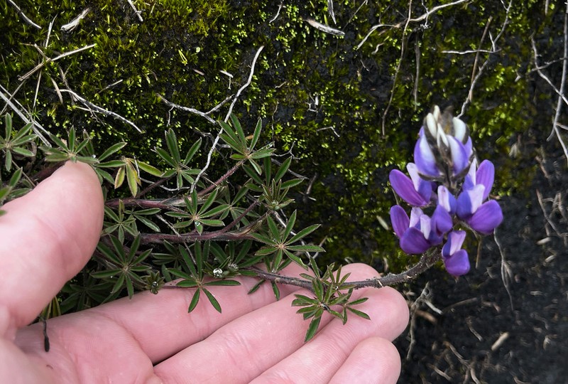 Lupinus bogotensis photo 4