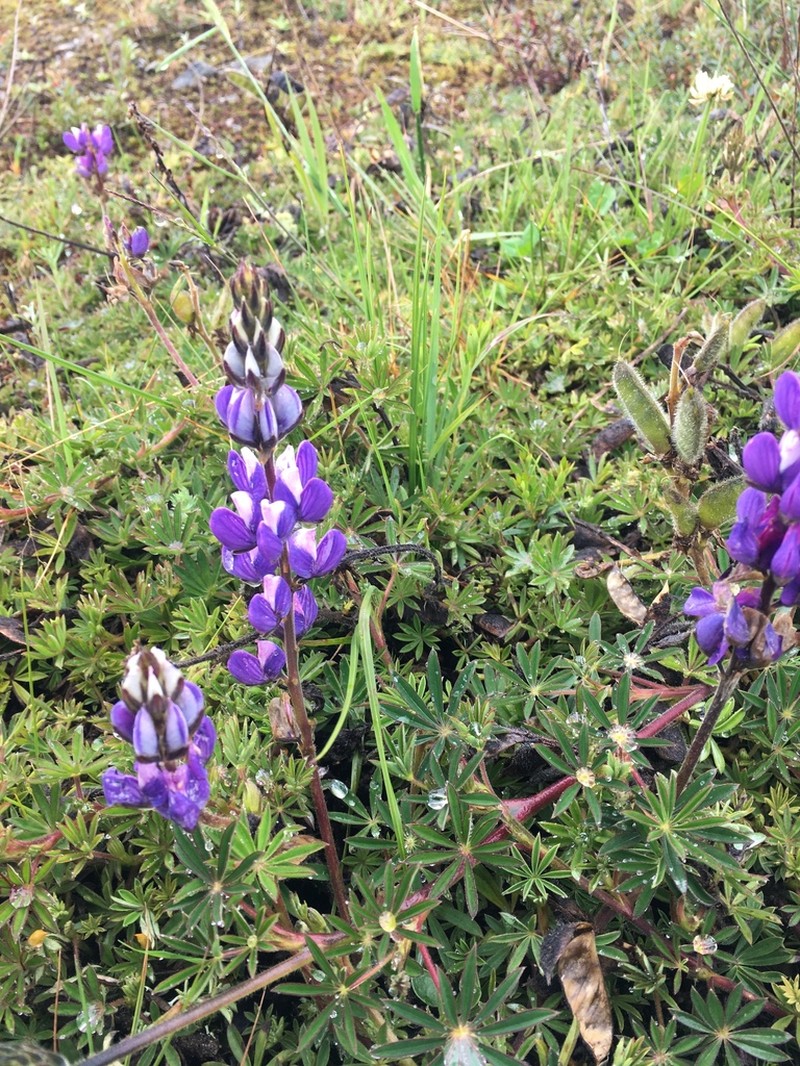 Lupinus bogotensis photo 5