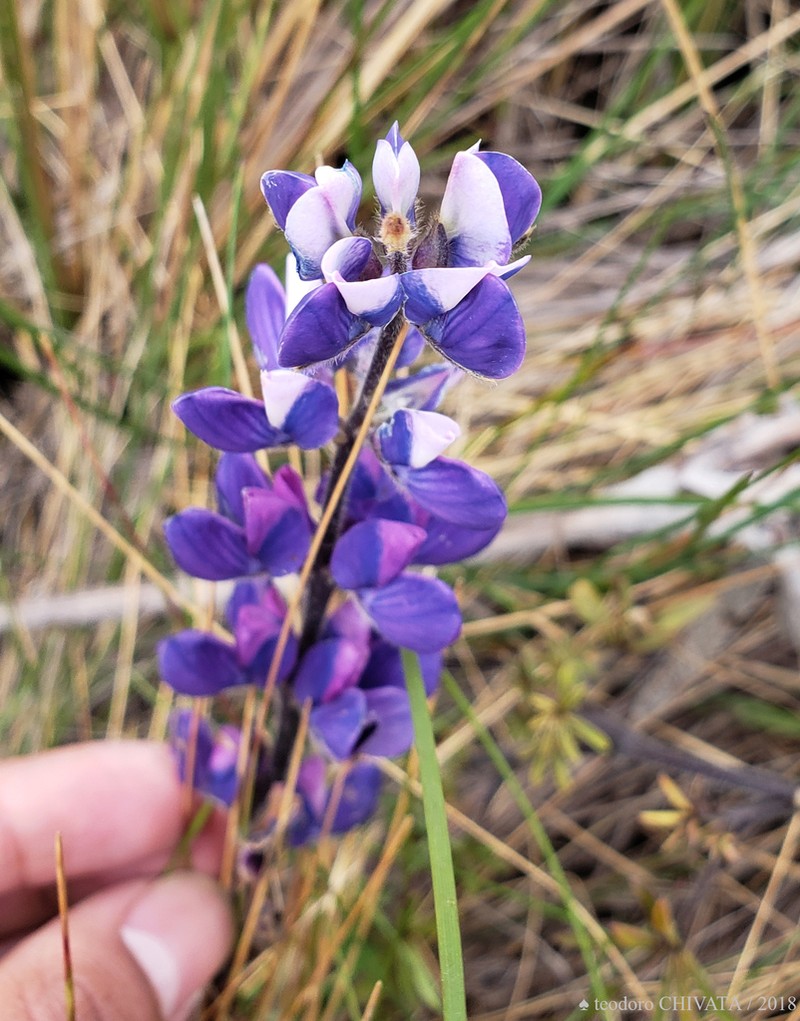 Lupinus bogotensis photo 6