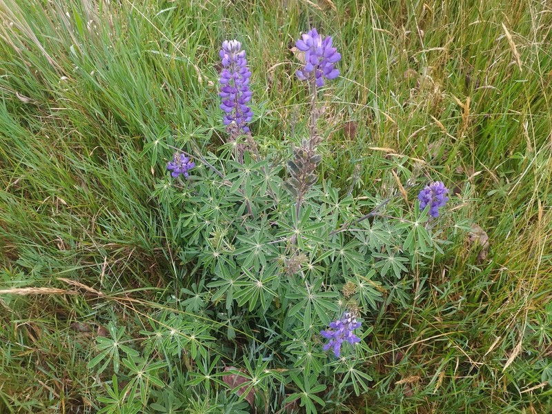 Lupinus bogotensis photo 7