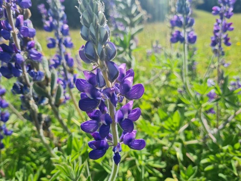 Lupinus boyacensis