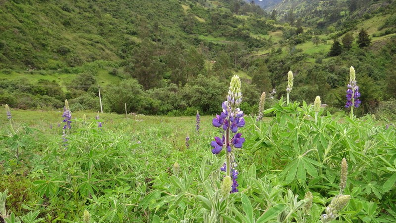 Lupinus boyacensis photo 2