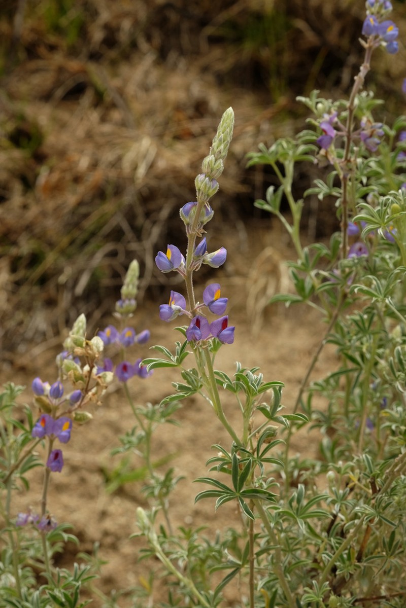 Lupinus brachypremnon