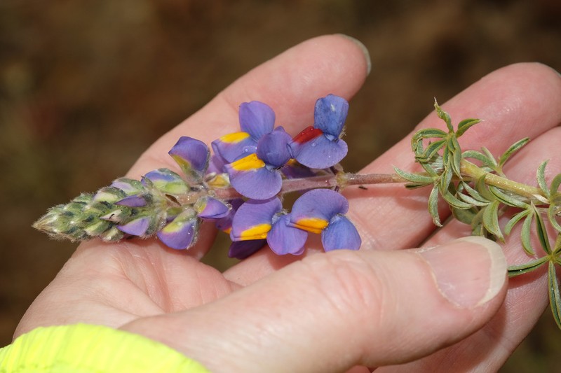 Lupinus brachypremnon photo 3