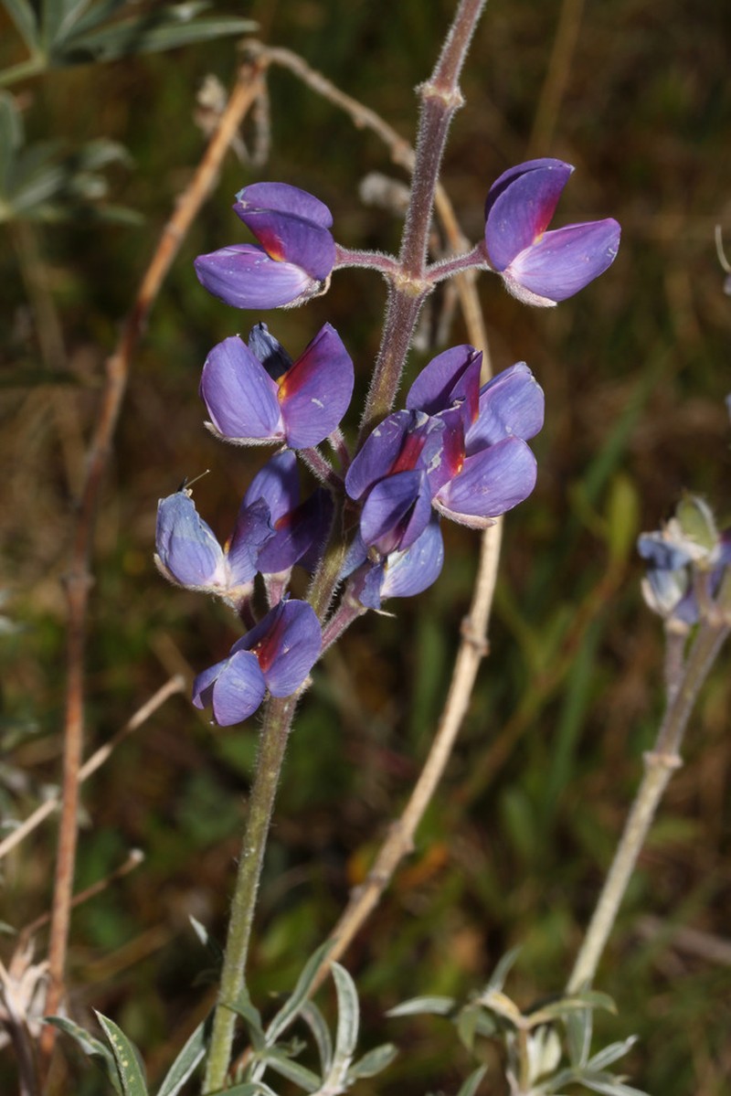 Lupinus brachypremnon photo 4