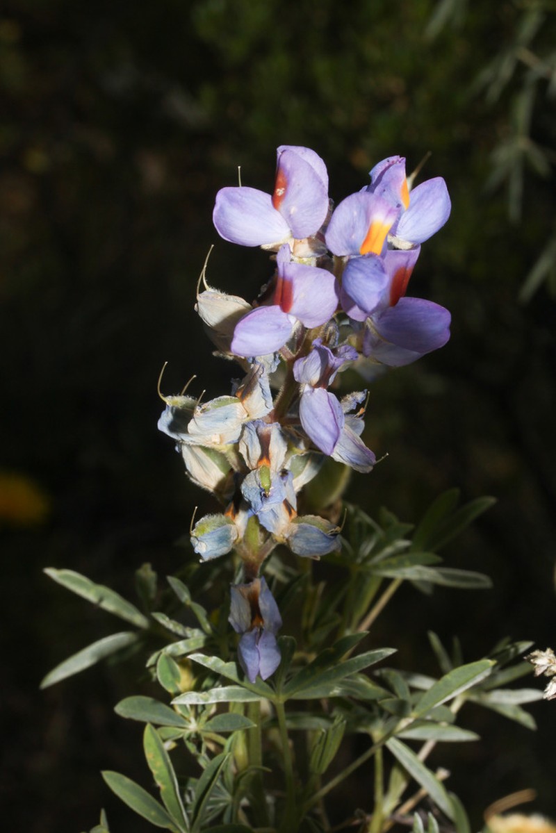 Lupinus brachypremnon photo 5