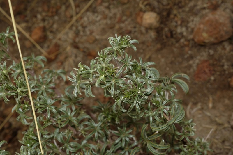 Lupinus brachypremnon photo 6