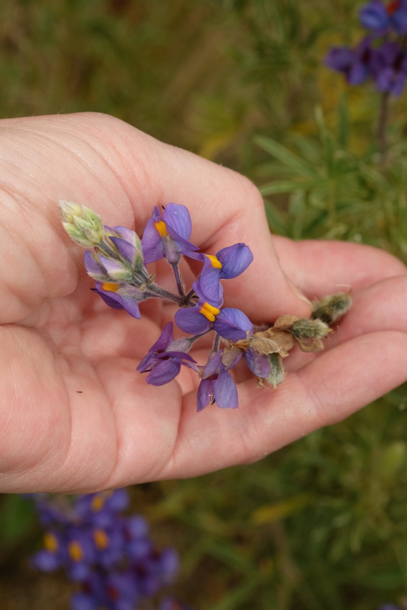 Lupinus brachypremnon photo 7