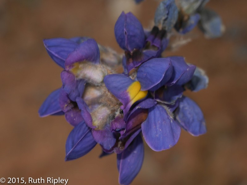 Lupinus brachypremnon photo 8
