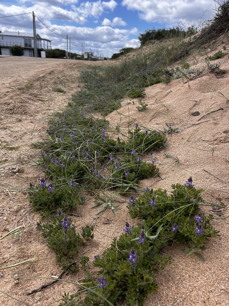 Lupinus bracteolaris