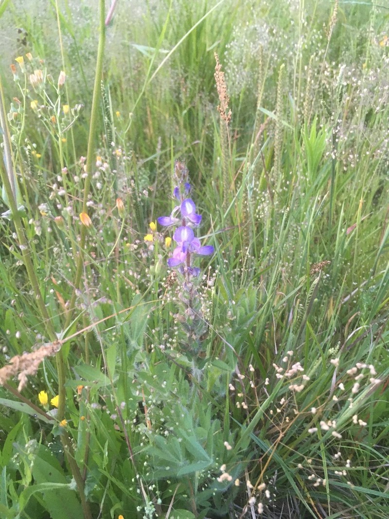 Lupinus bracteolaris photo 2