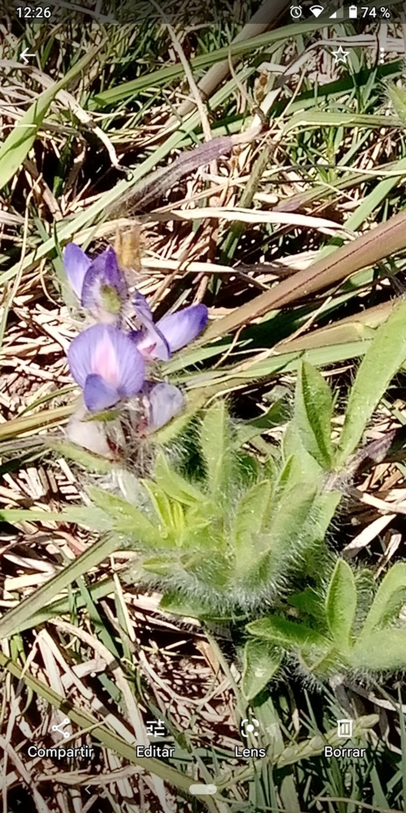 Lupinus bracteolaris photo 3