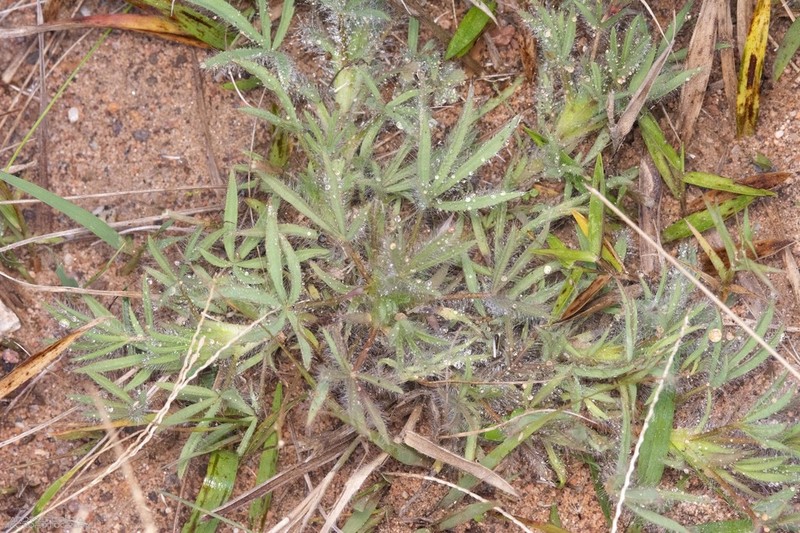 Lupinus bracteolaris photo 4