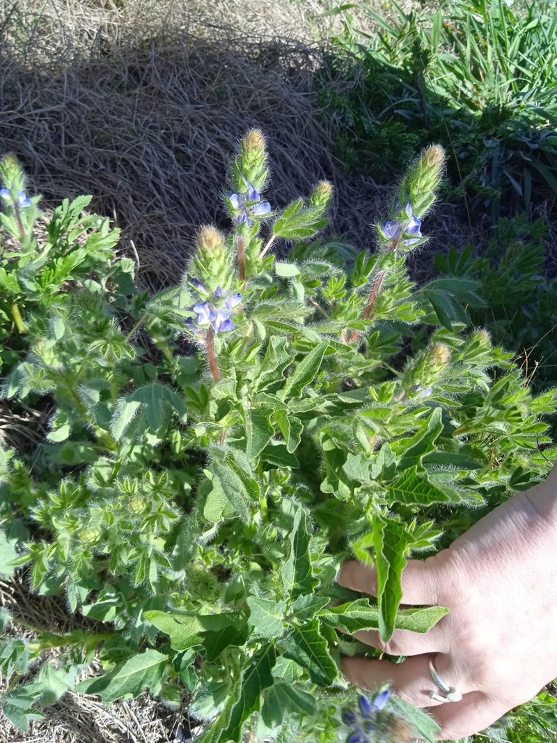 Lupinus bracteolaris photo 5