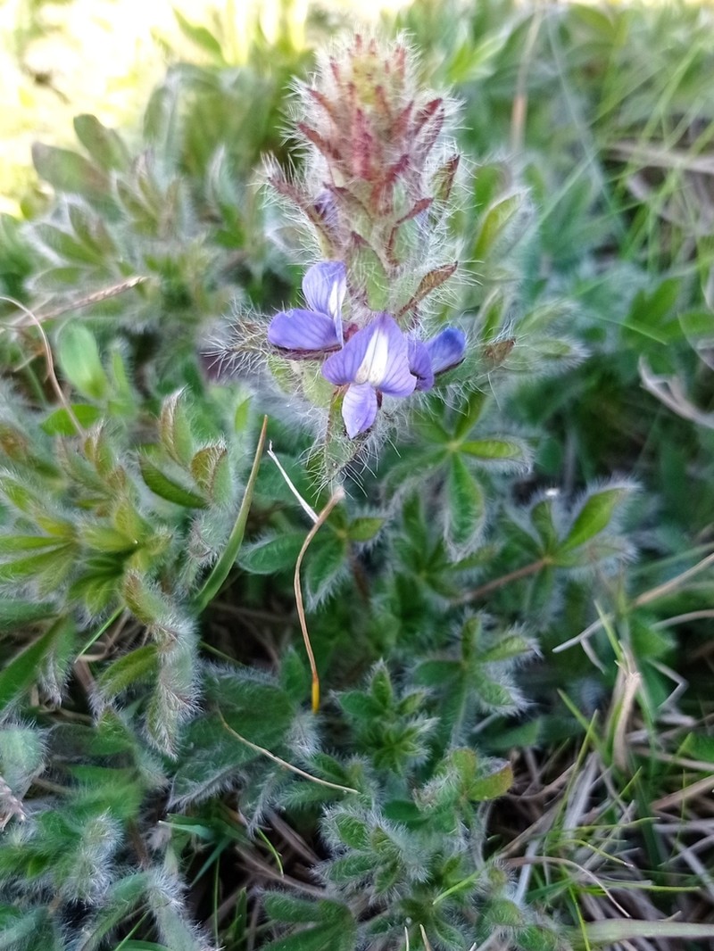 Lupinus bracteolaris photo 6