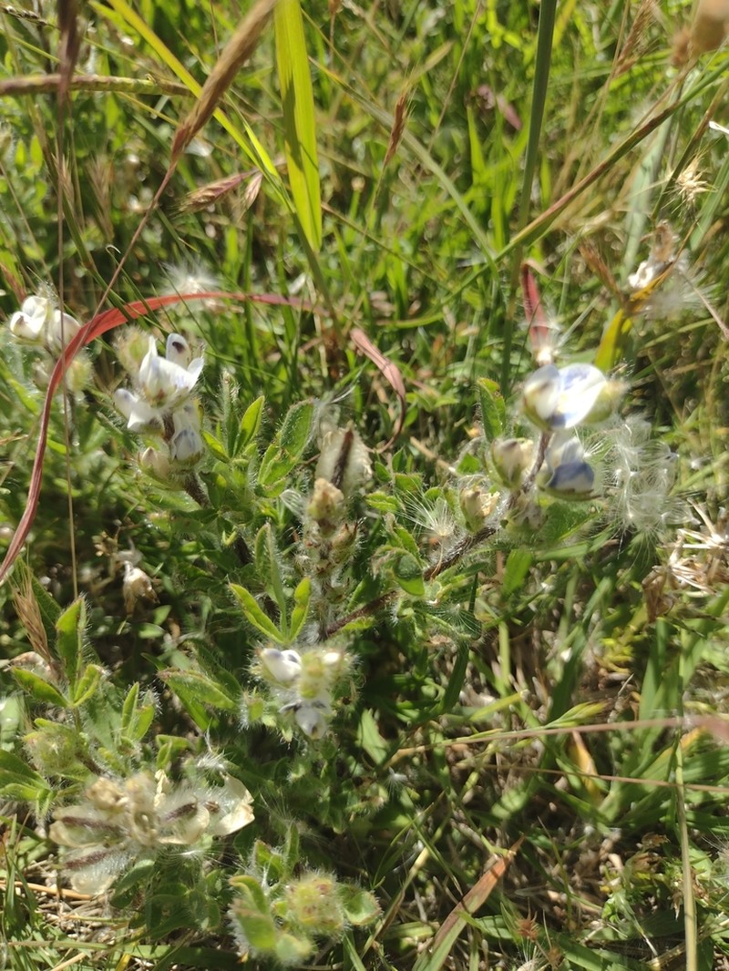 Lupinus bracteolaris photo 7