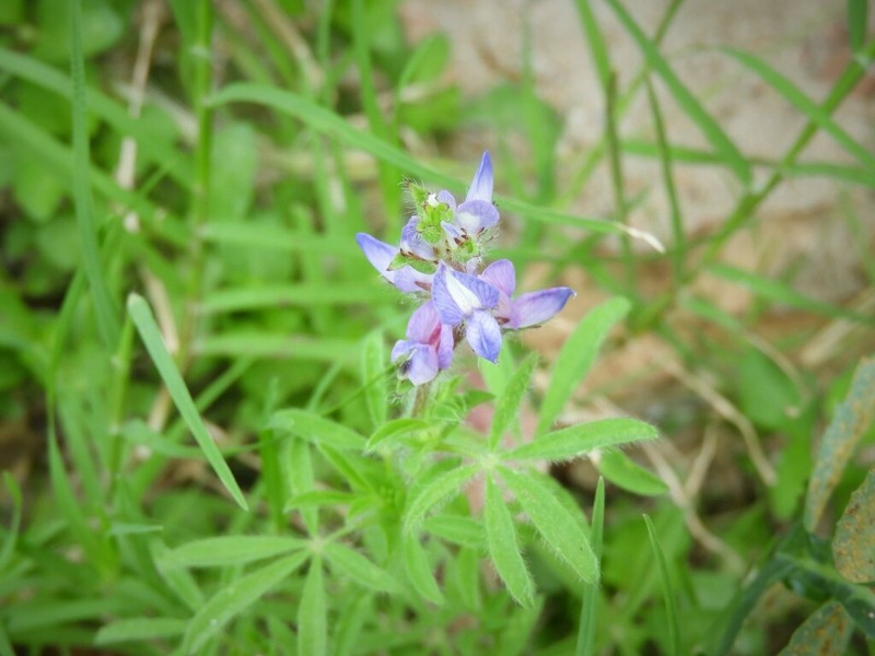 Lupinus bracteolaris photo 8