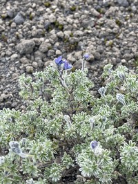 Lupinus brevecuneus