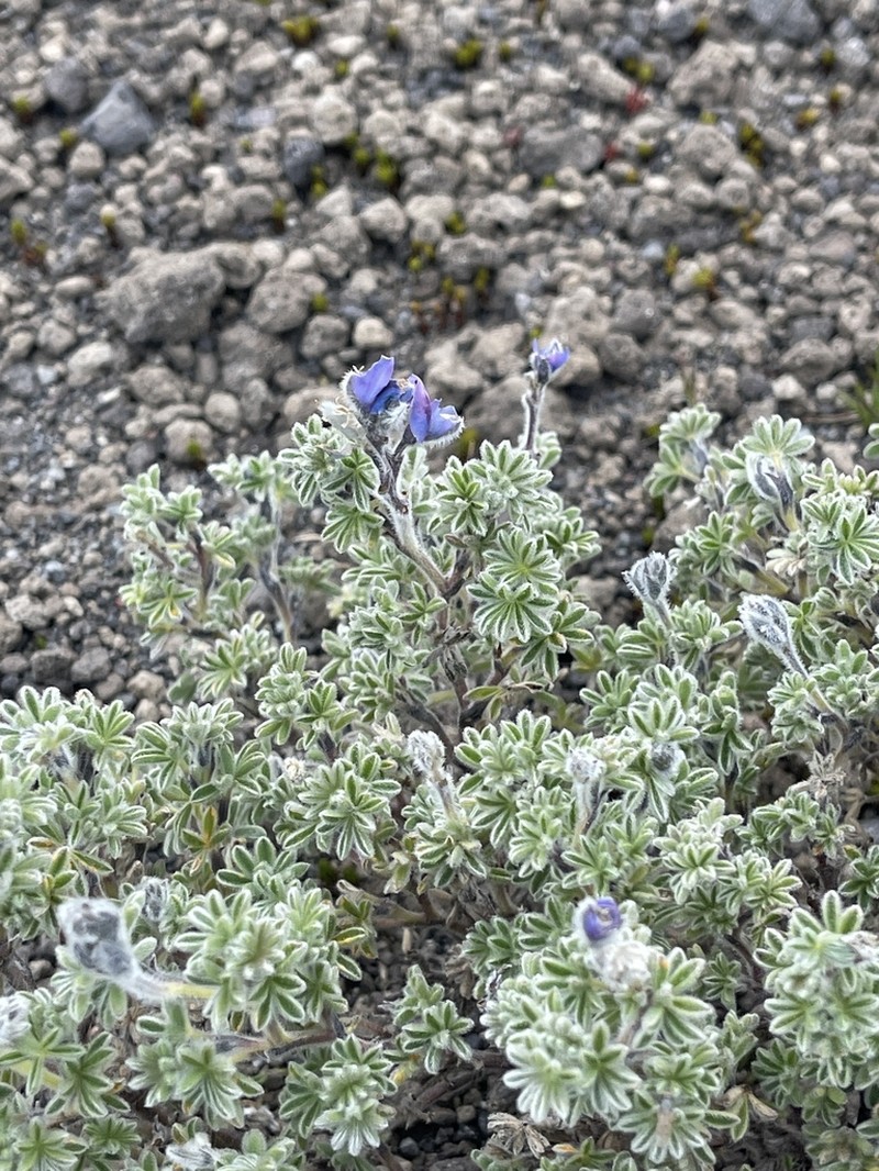Lupinus brevecuneus