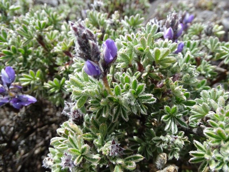 Lupinus brevecuneus photo 2
