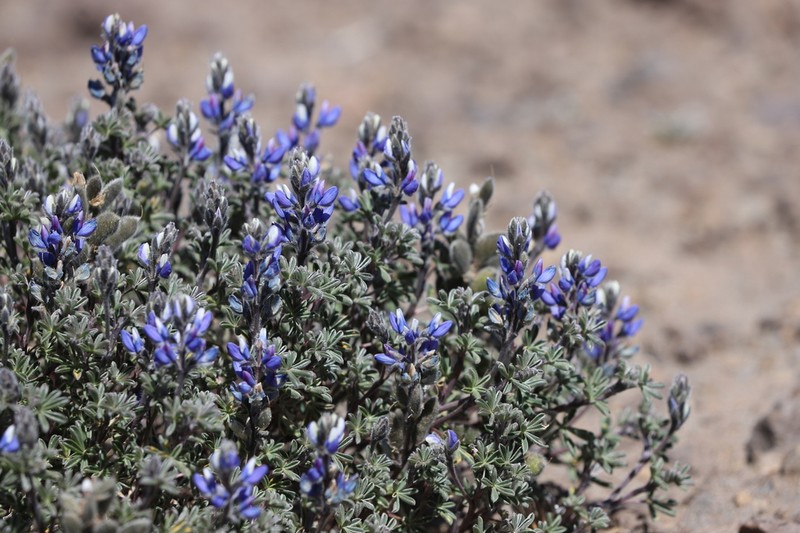 Lupinus brevecuneus photo 3