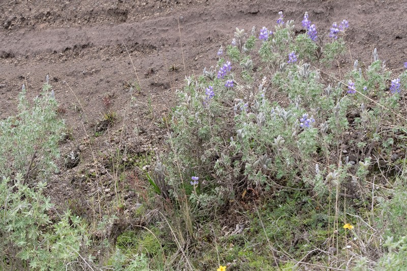 Lupinus brevecuneus photo 4