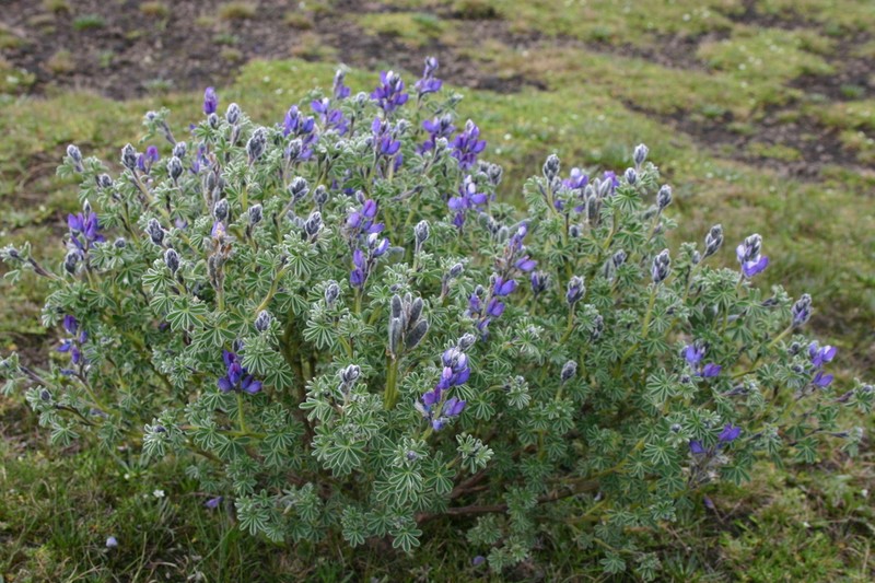 Lupinus brevecuneus photo 5