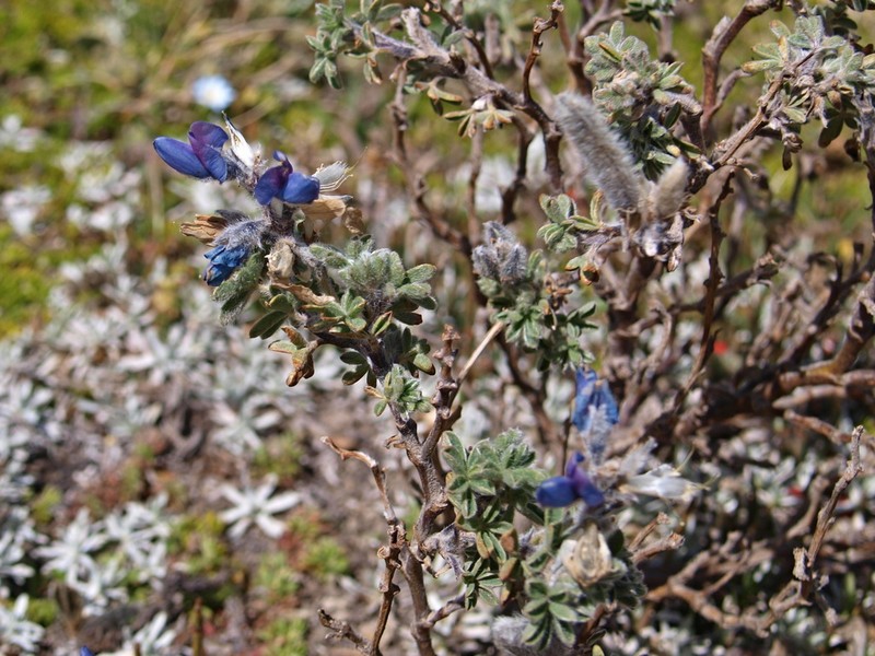 Lupinus brevecuneus photo 6