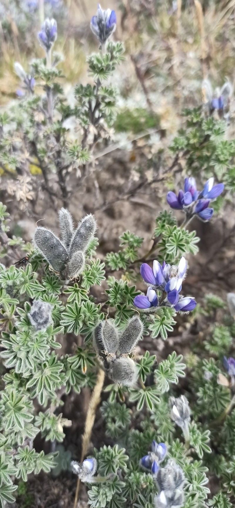 Lupinus brevecuneus photo 7