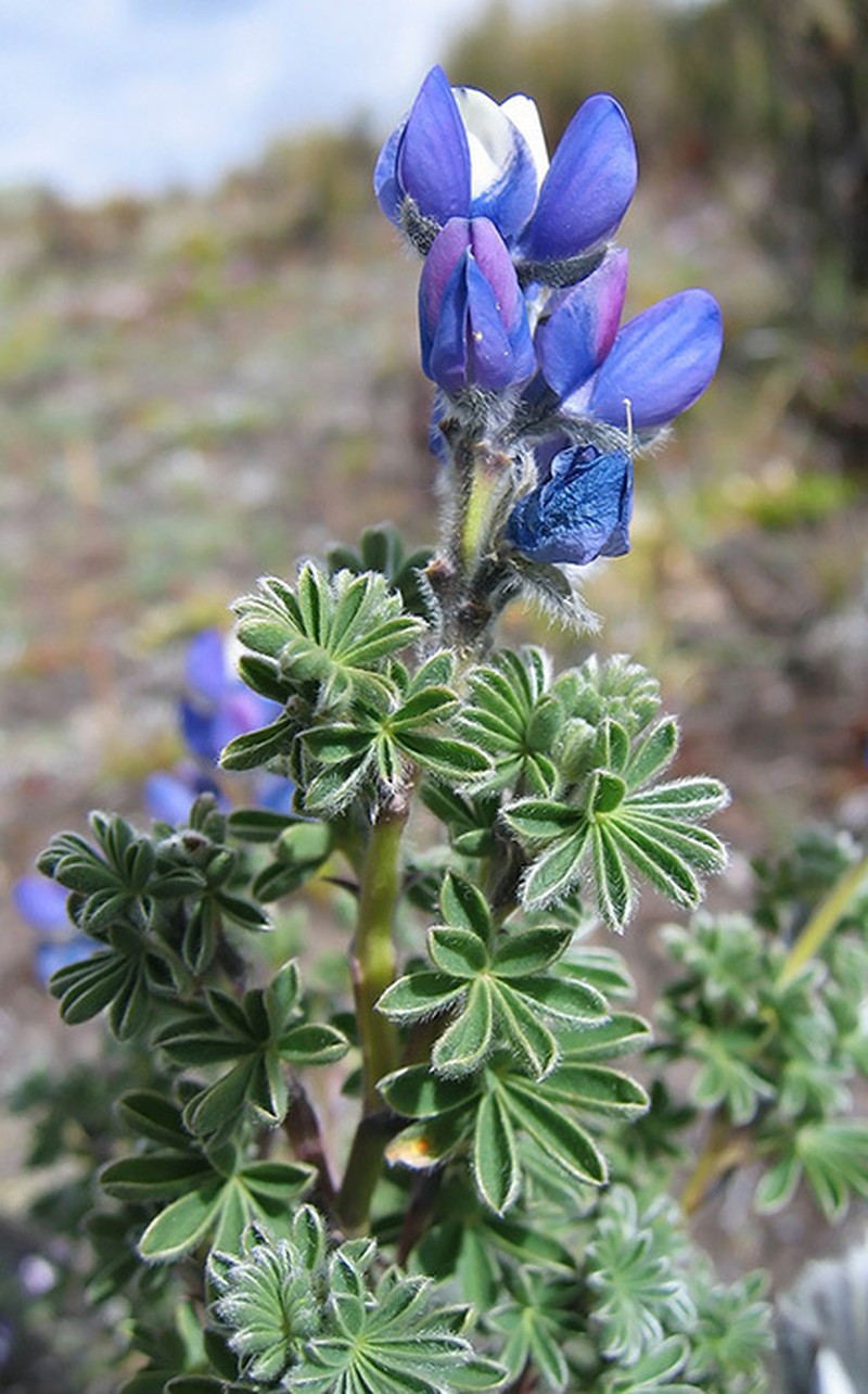 Lupinus brevecuneus photo 8