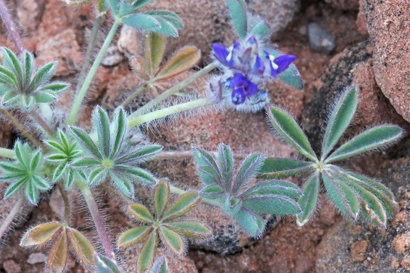 Shortstem Lupine photo 2