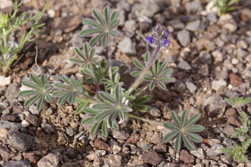 Shortstem Lupine photo 3