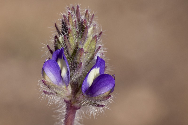 Shortstem Lupine photo 4