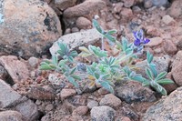 Shortstem Lupine