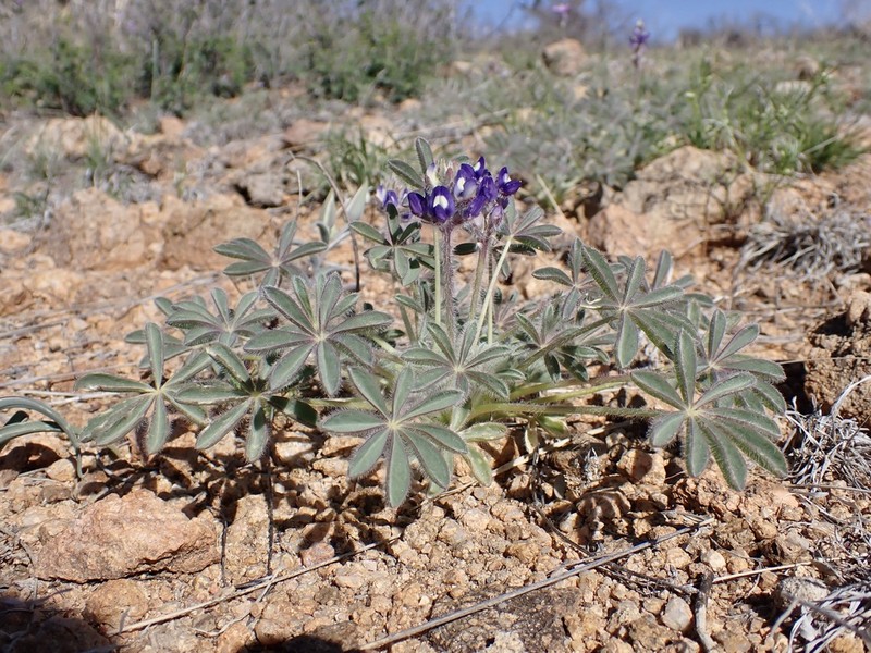 Shortstem Lupine photo 3