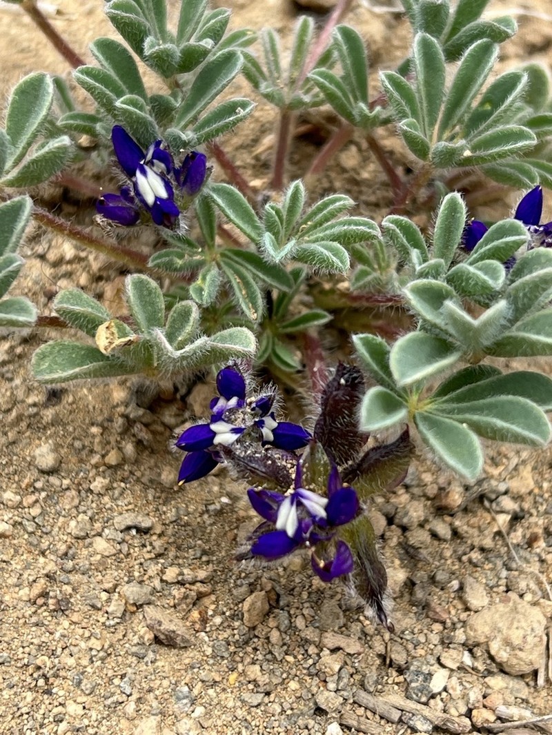 Shortstem Lupine photo 4