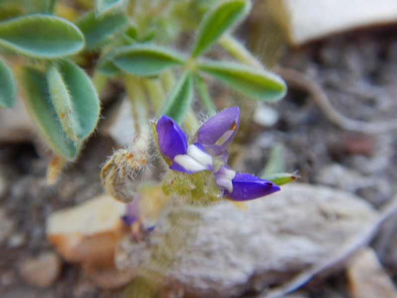 Shortstem Lupine photo 5