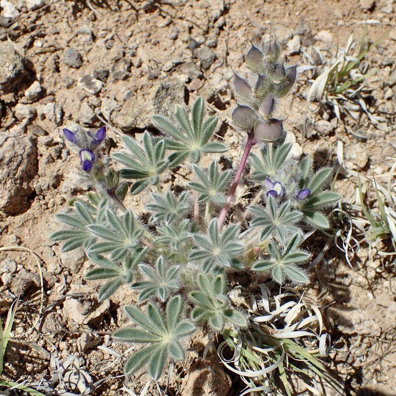 Shortstem Lupine photo 6
