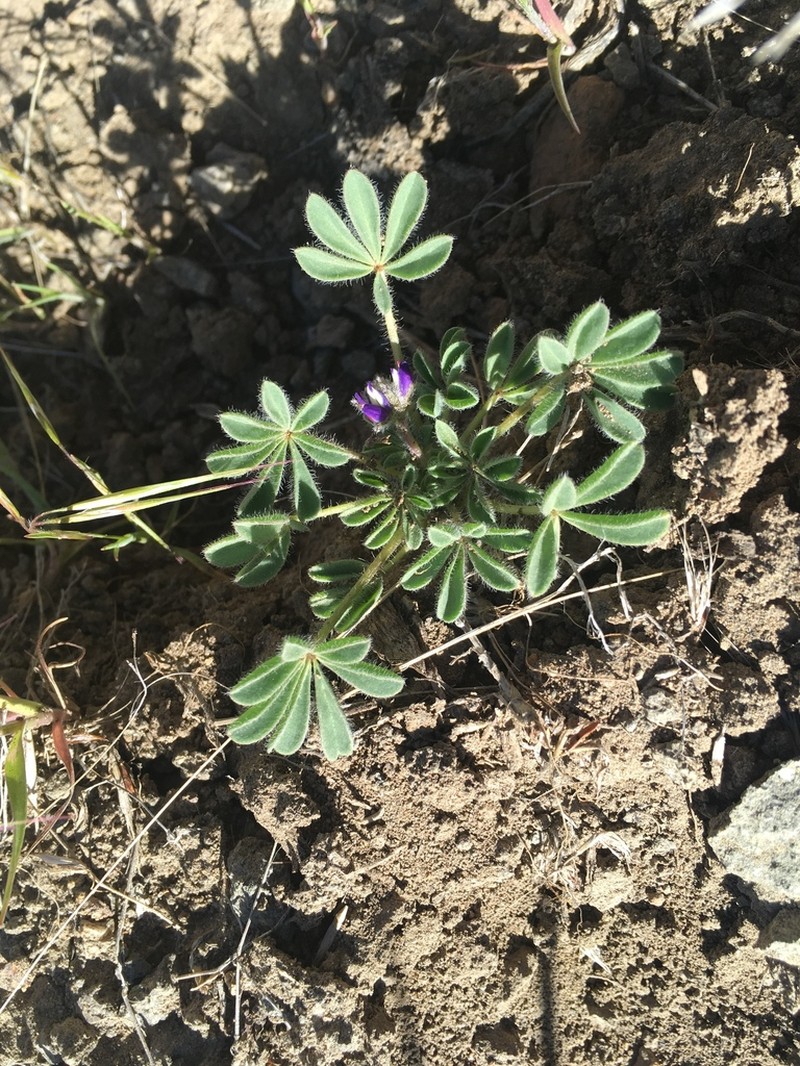 Shortstem Lupine photo 7